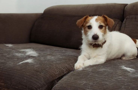 Melhores estofados para quem tem pet em Tatuí